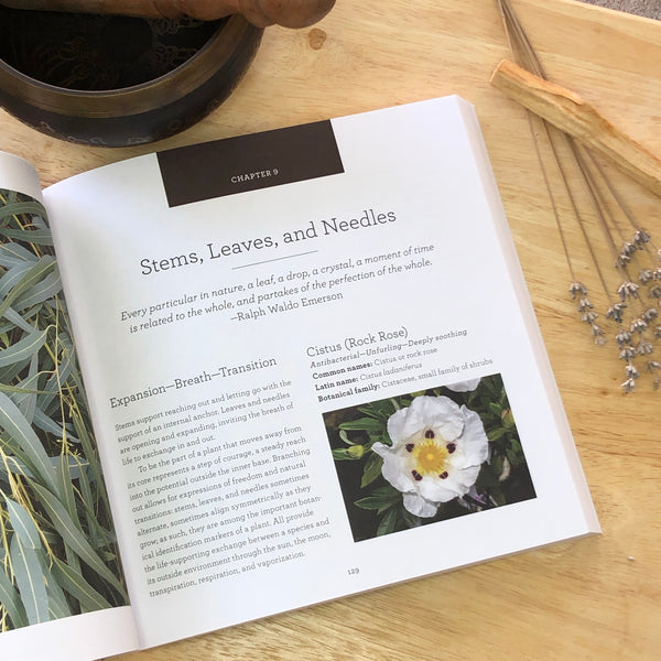 Nature’s Essential Oils; Aromatic Alchemy for Well-Being