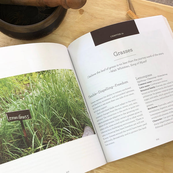 Nature’s Essential Oils; Aromatic Alchemy for Well-Being